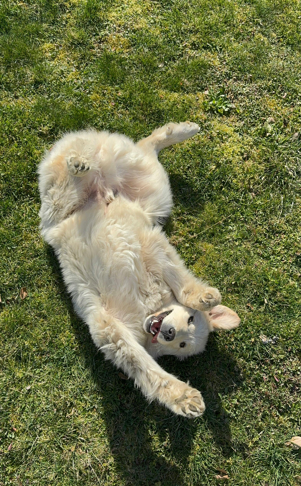 Waggly Wipes | 100% Organic 5-in-1 Daily Grooming Wipes